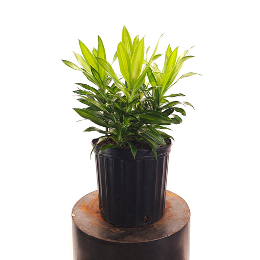 Song of Jamaica Cane: Dracaena reflexa - 10 inch pot - 1.5-2.5 foot tall