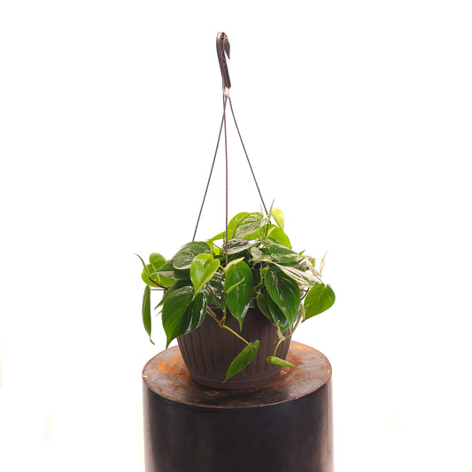 Heart Leaf: Philodendron cordatum - 10 inch hanging basket