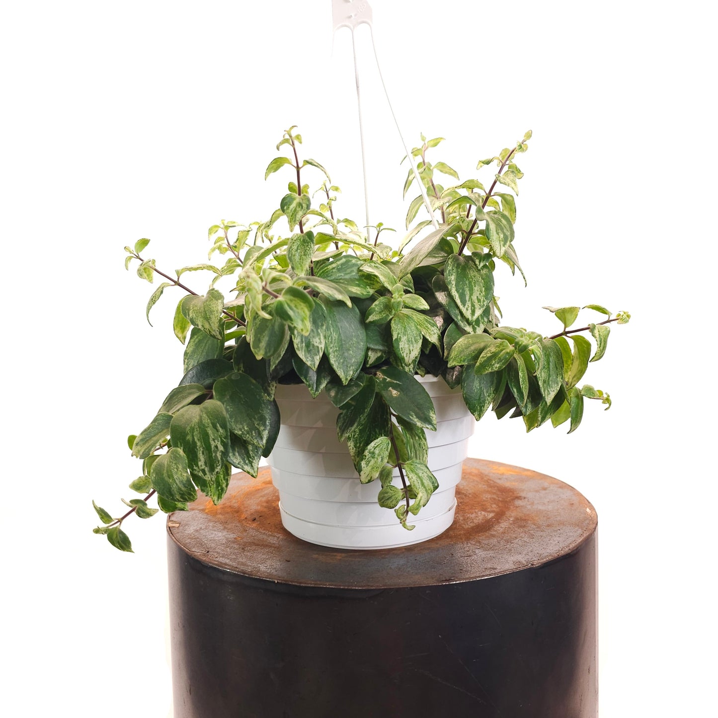 lipstick indoor plant Variegated Lipstick Vine: Aeschynanthus Radicans - 8" Pot