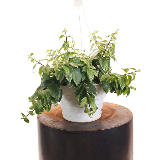 Variegated Lipstick Vine: Aeschynanthus radicans - 8 inch hanging basket