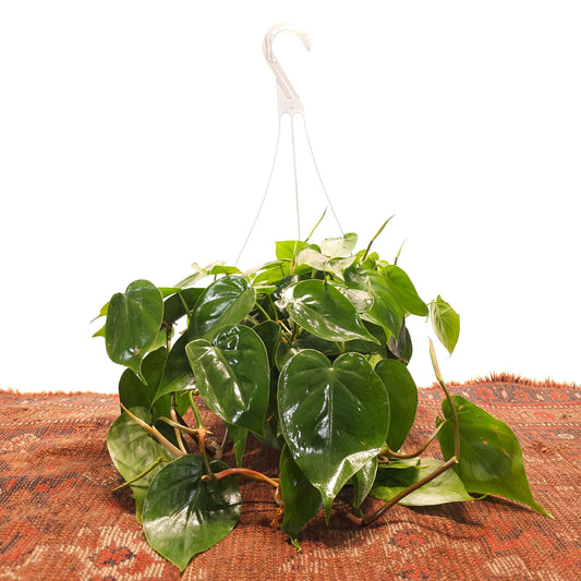 Heart Leaf: Philodendron cordatum - 6 inch hanging basket