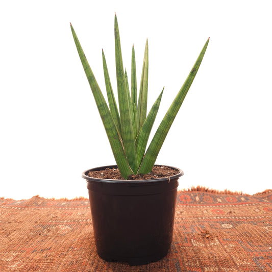 Bob Snake Plant: Sansevieria fasciata - 6 inch pot
