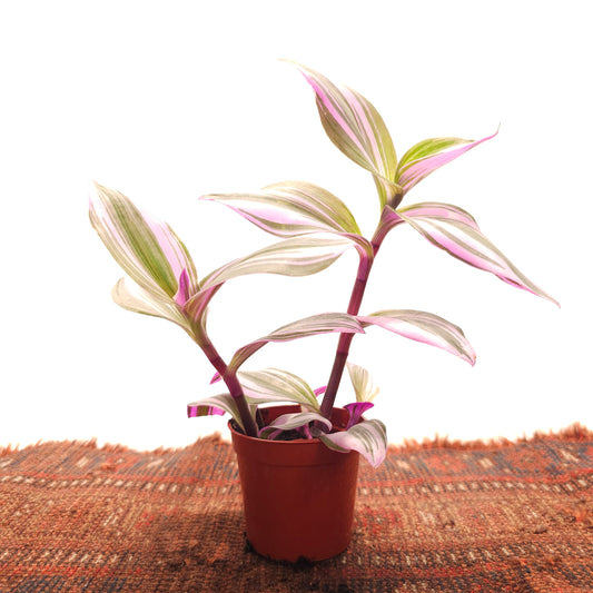 Bubblegum Wandering Plant: Tradescantia 'Nanouk' - 2.5 inch pot