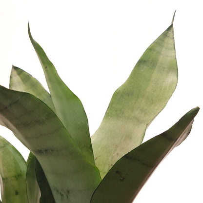 Moonshine Snake Plant: Sansevieria trifasciata - 6 inch pot