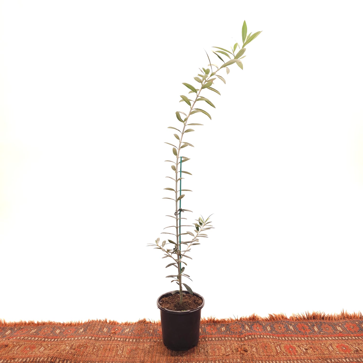 Olive Tree: Olea europaea 'Arbequina' - 4 inch pot — indoor plant — indoor plant for sale by Promise Supply for delivery and pickup in Toronto.