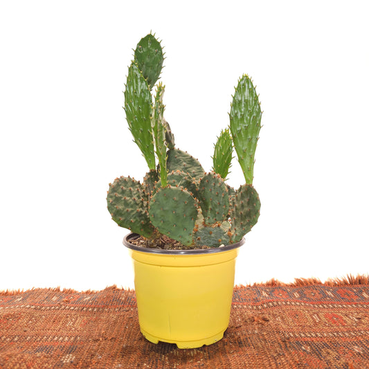 Prickly Pear Cactus: Opuntia phaeacantha - 6 inch pot