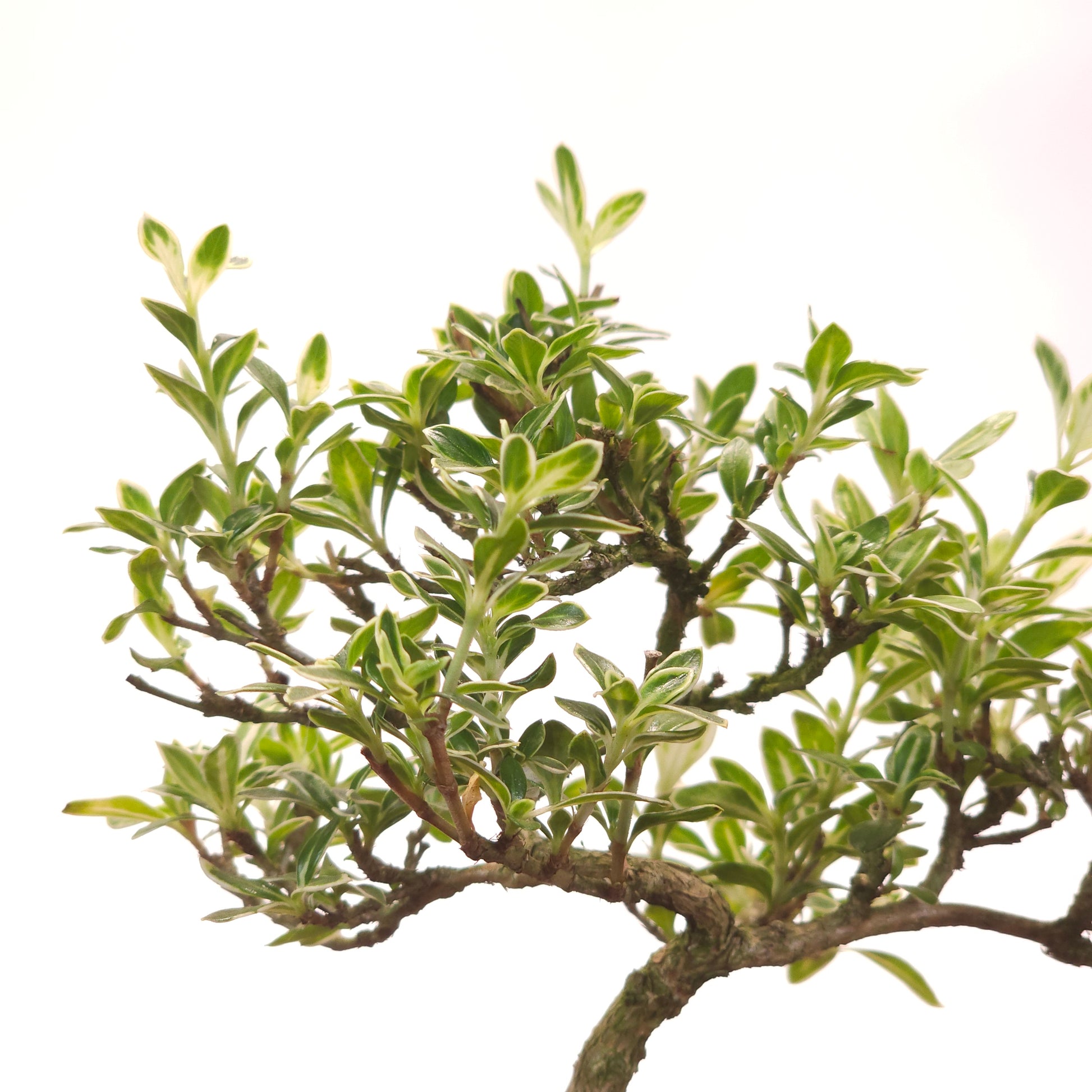 bonsai tree with 5 leaves Snow Rose Bonsai: Serissa - 5" Pot