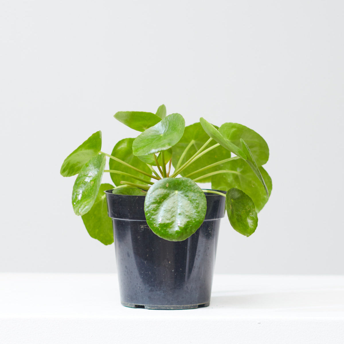 Pass It On Plant: Pilea peperomioides - 5 inch pot — indoor plant — indoor plant for sale by Promise Supply for delivery and pickup in Toronto.