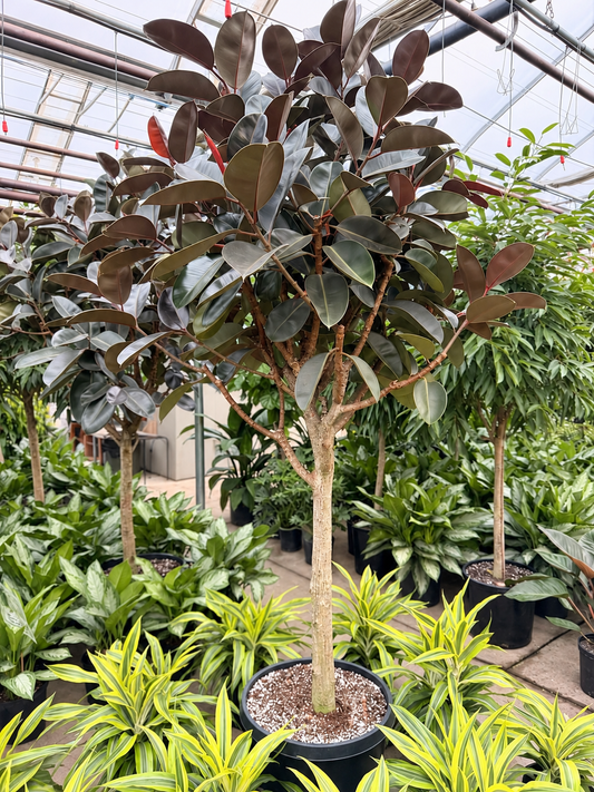 Burgundy Rubber Tree: Ficus elastica - 21 inch pot - 8-9+ foot tall