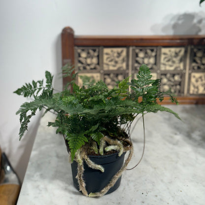 Rabbit's Foot Fern: Davallia fejeensis - 5 inch pot