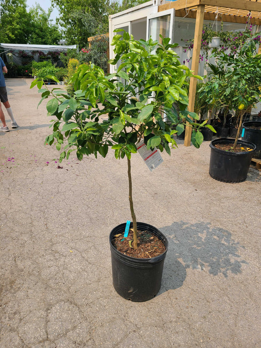 Grapefruit Tree: Citrus × paradisi - 16 inch pot - 5-6 foot tall
