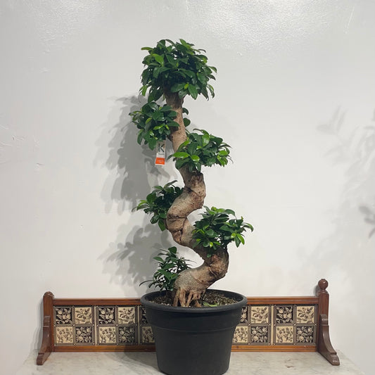 S Shape Ginseng Bonsai: Ficus retusa - 15 inch pot - 3 foot tall