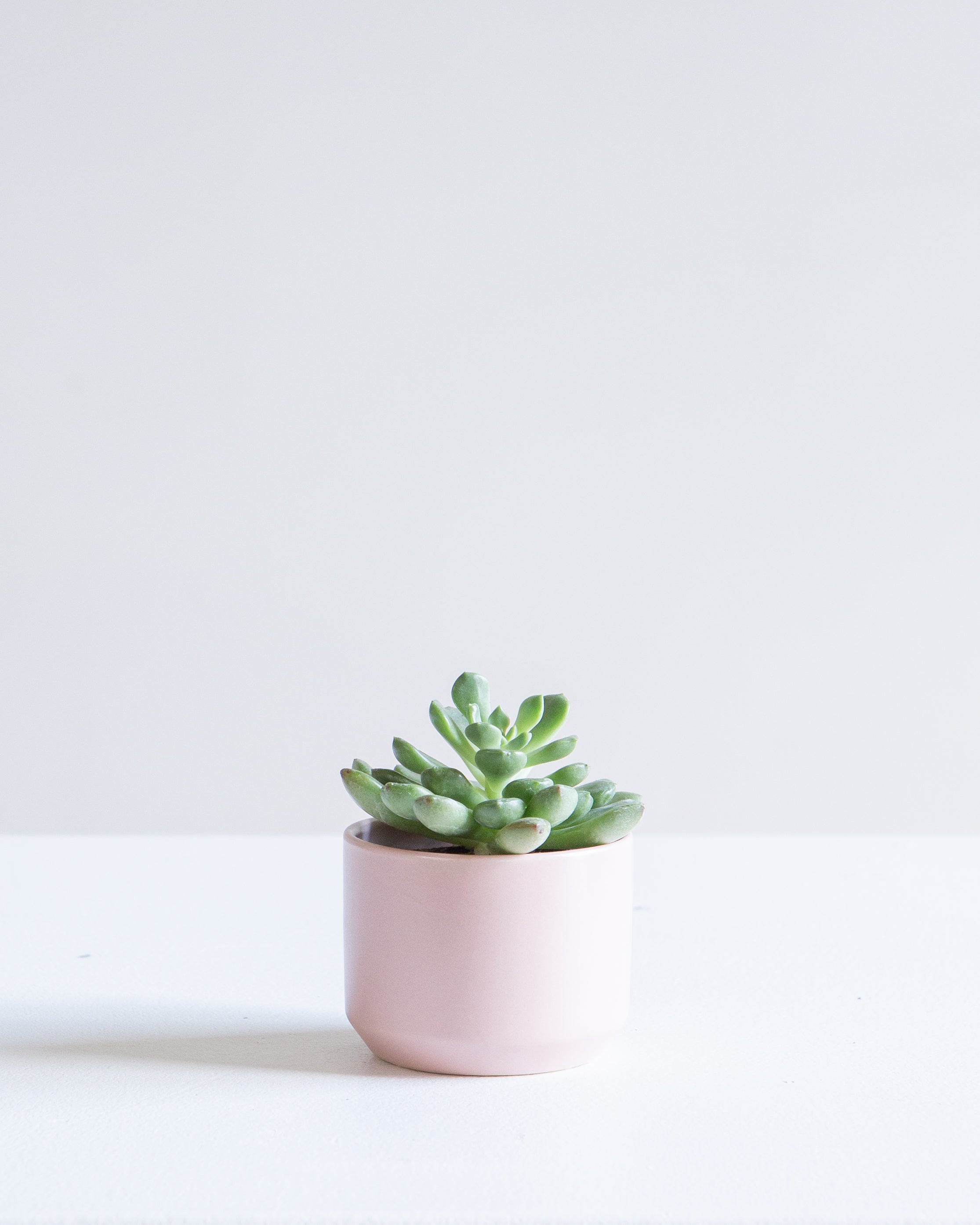 Kendall Ceramic Pot in Assorted Colours – No Drainage – 2 inch
