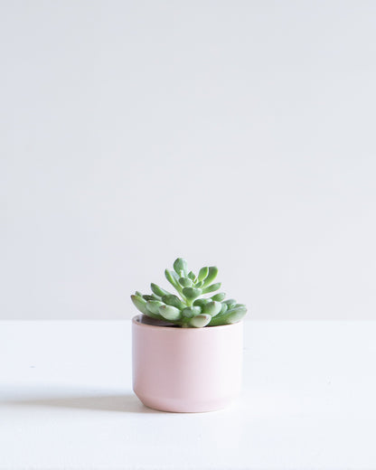 Kendall Ceramic Pot | 2.5 inch Nursery Pot