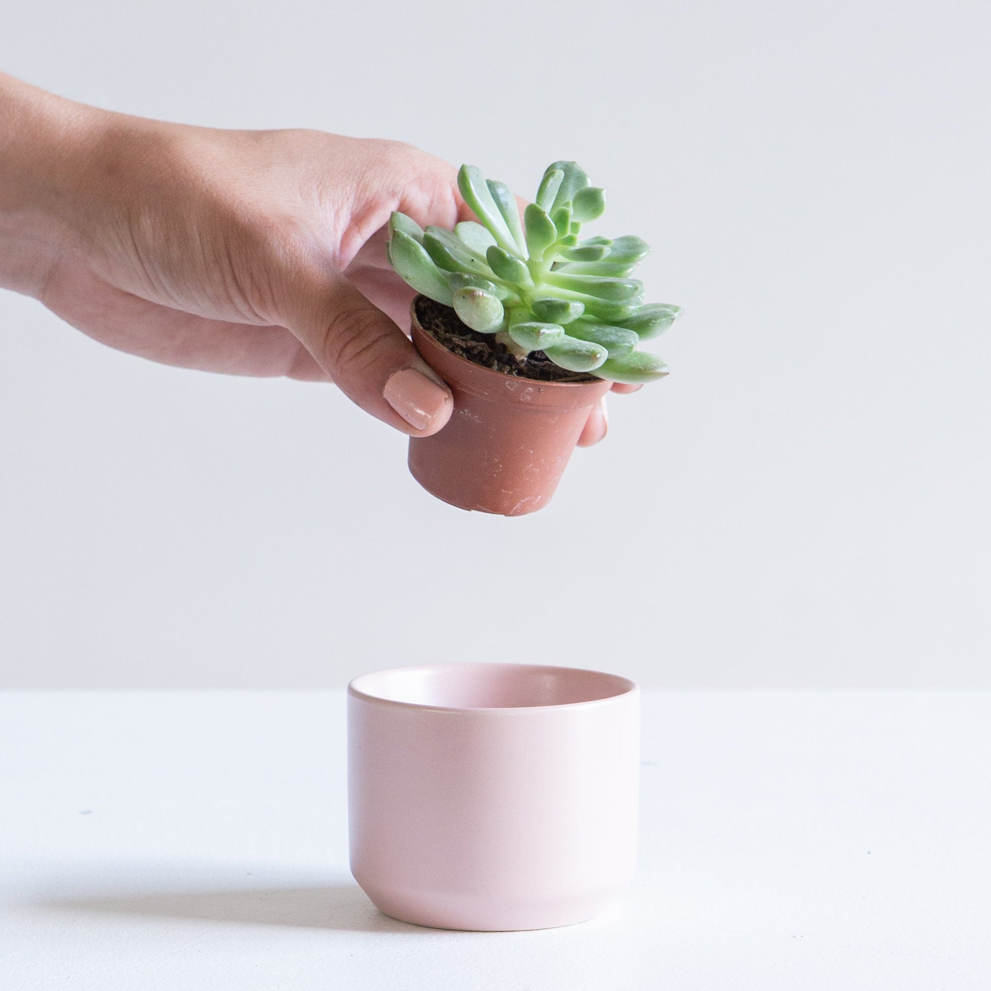 kendall plant pot Kendall Ceramic Pot in Assorted Colours – No Drainage – 2 inch – Promise Supply