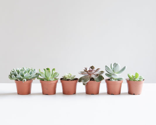 Assorted Succulents - 2.5 inch pot