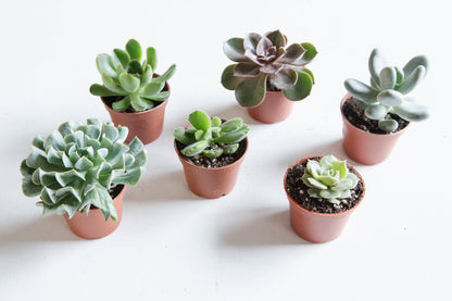 Assorted Succulents - 2.5 inch pot