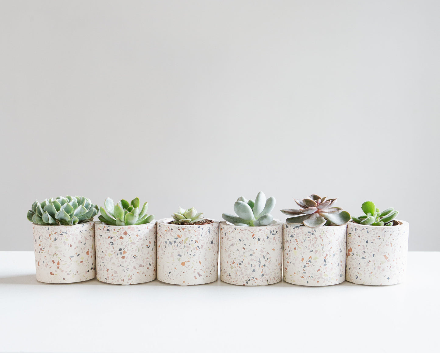 Assorted Succulents - 2.5 inch pot