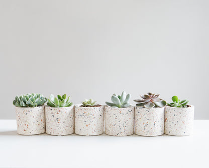 Assorted Succulents - 2.5 inch pot
