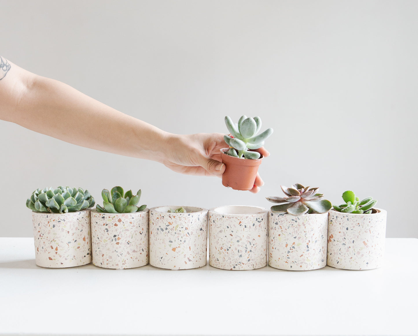 Assorted Succulents - 2.5 inch pot