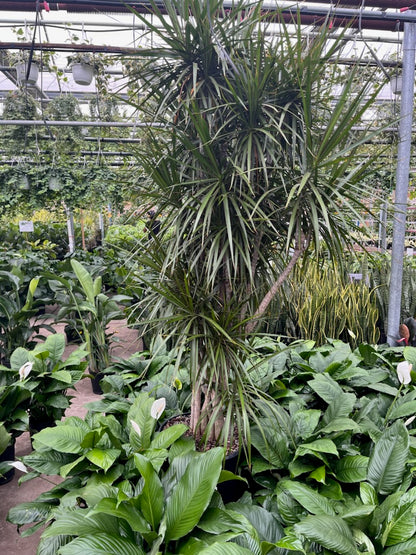 Character Dragon Tree: Dracaena marginata - 17 inch pot - 6-7+ foot tall