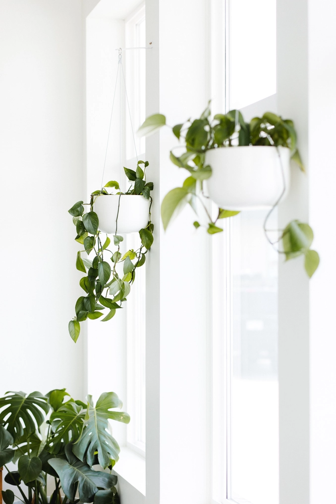 White Hanging Planter in 8 inch - fits up to 6 inch nursery pot