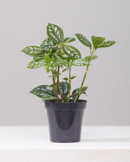 Aluminum Plant: Pilea cadierei - 4 inch pot