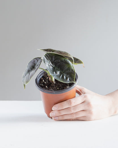 Red Mambo Elephant Ear: Alocasia 'Red Azlanii' - 4 inch pot
