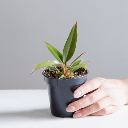 Caramel Pluto: Philodendron - 4 inch pot