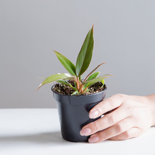 Caramel Pluto: Philodendron - 4 inch pot