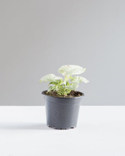 Milk Confetti Arrowhead Plant: Syngonium podophyllum - 4 inch pot — indoor plant — indoor plant for sale by Promise Supply for delivery and pickup in Toronto.