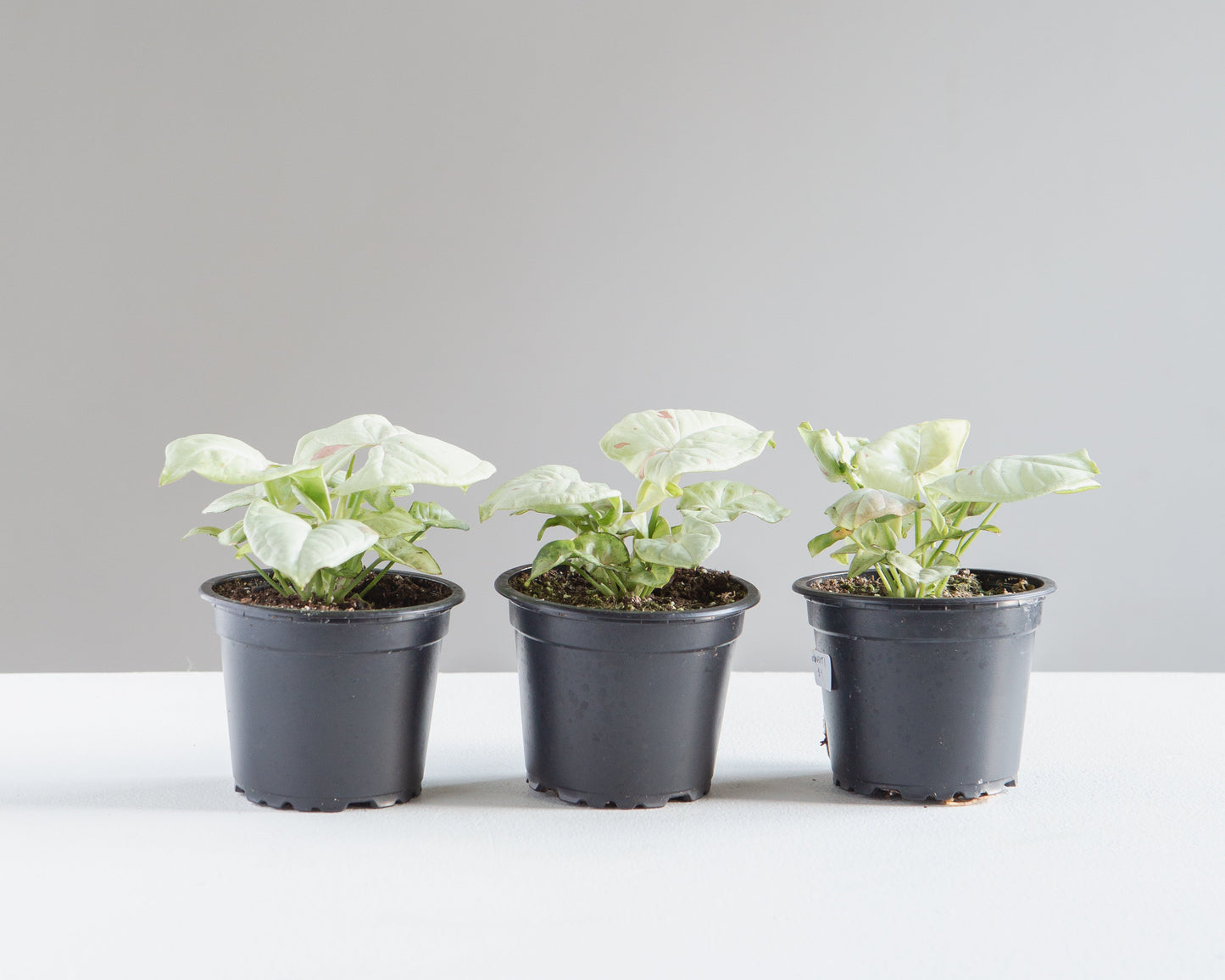 Milk Confetti Arrowhead Plant: Syngonium podophyllum - 4 inch pot — indoor plant — indoor plant for sale by Promise Supply for delivery and pickup in Toronto.