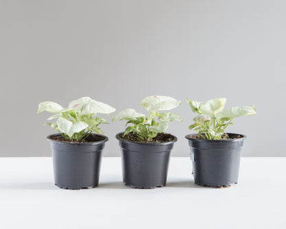 Milk Confetti Arrowhead Plant: Syngonium podophyllum - 4 inch pot — indoor plant — indoor plant for sale by Promise Supply for delivery and pickup in Toronto.