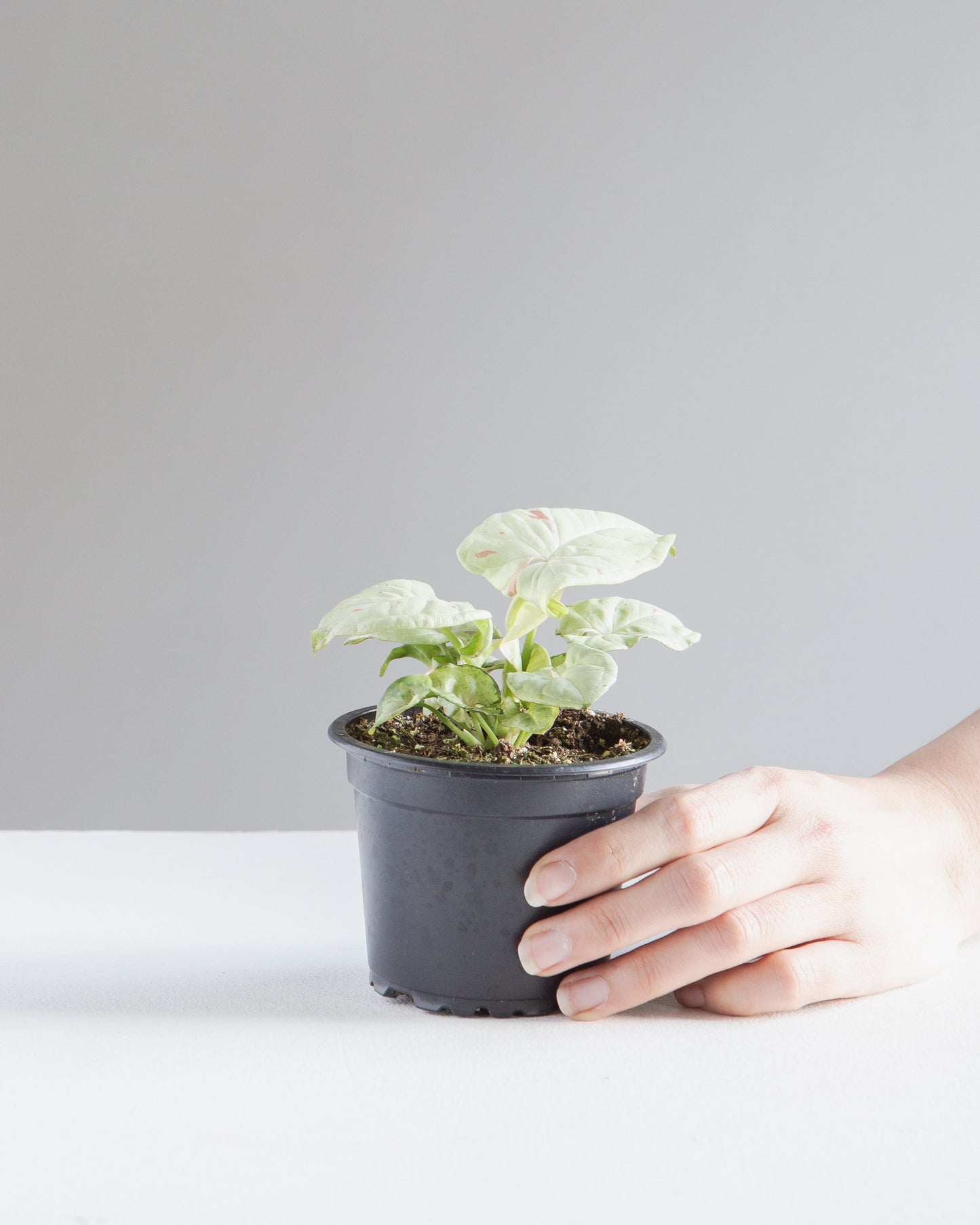 Milk Confetti Arrowhead Plant: Syngonium podophyllum - 4 inch pot — indoor plant — indoor plant for sale by Promise Supply for delivery and pickup in Toronto.