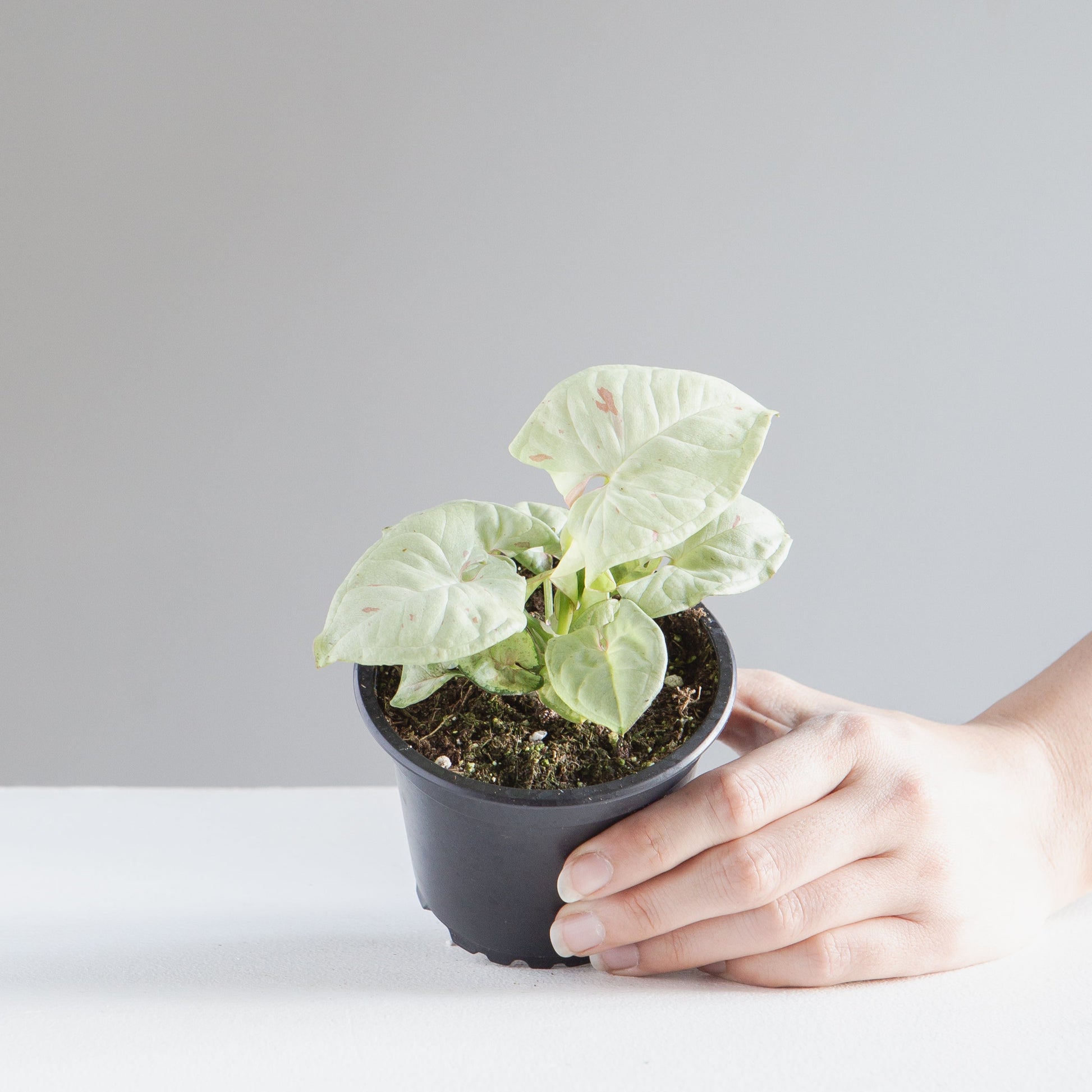 Milk Confetti Arrowhead Plant: Syngonium podophyllum - 4 inch pot — indoor plant — indoor plant for sale by Promise Supply for delivery and pickup in Toronto.