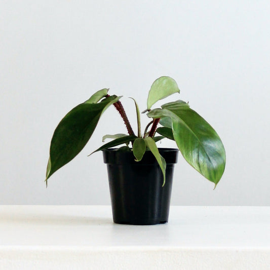 Hairy Philodendron: Philodendron squamiferum - 4 inch pot — indoor plant — indoor plant for sale by Promise Supply for delivery and pickup in Toronto.