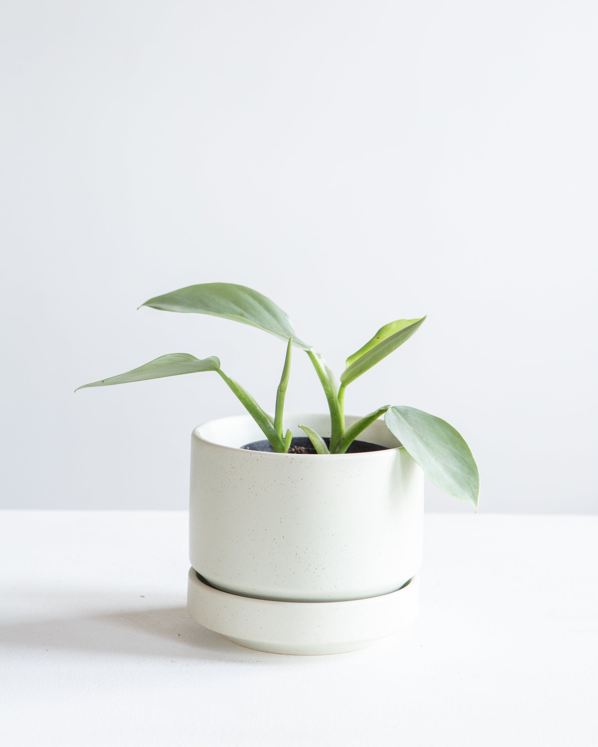 Silver Sword: Philodendron hastatum - 4 inch pot — indoor plant — indoor plant for sale by Promise Supply for delivery and pickup in Toronto.