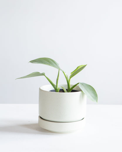 Silver Sword: Philodendron hastatum - 4 inch pot — indoor plant — indoor plant for sale by Promise Supply for delivery and pickup in Toronto.