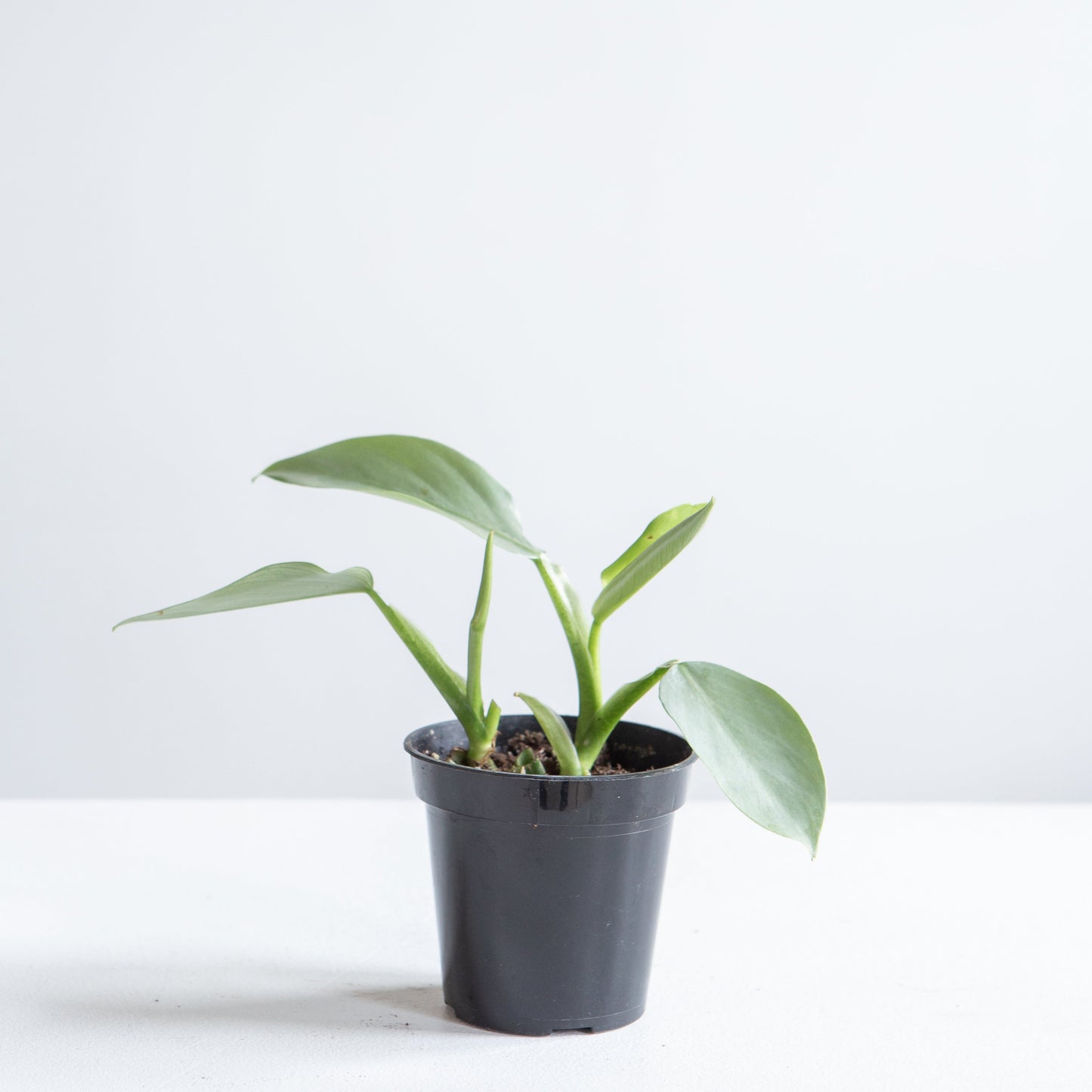 Silver Sword: Philodendron hastatum - 4 inch pot — indoor plant — indoor plant for sale by Promise Supply for delivery and pickup in Toronto.