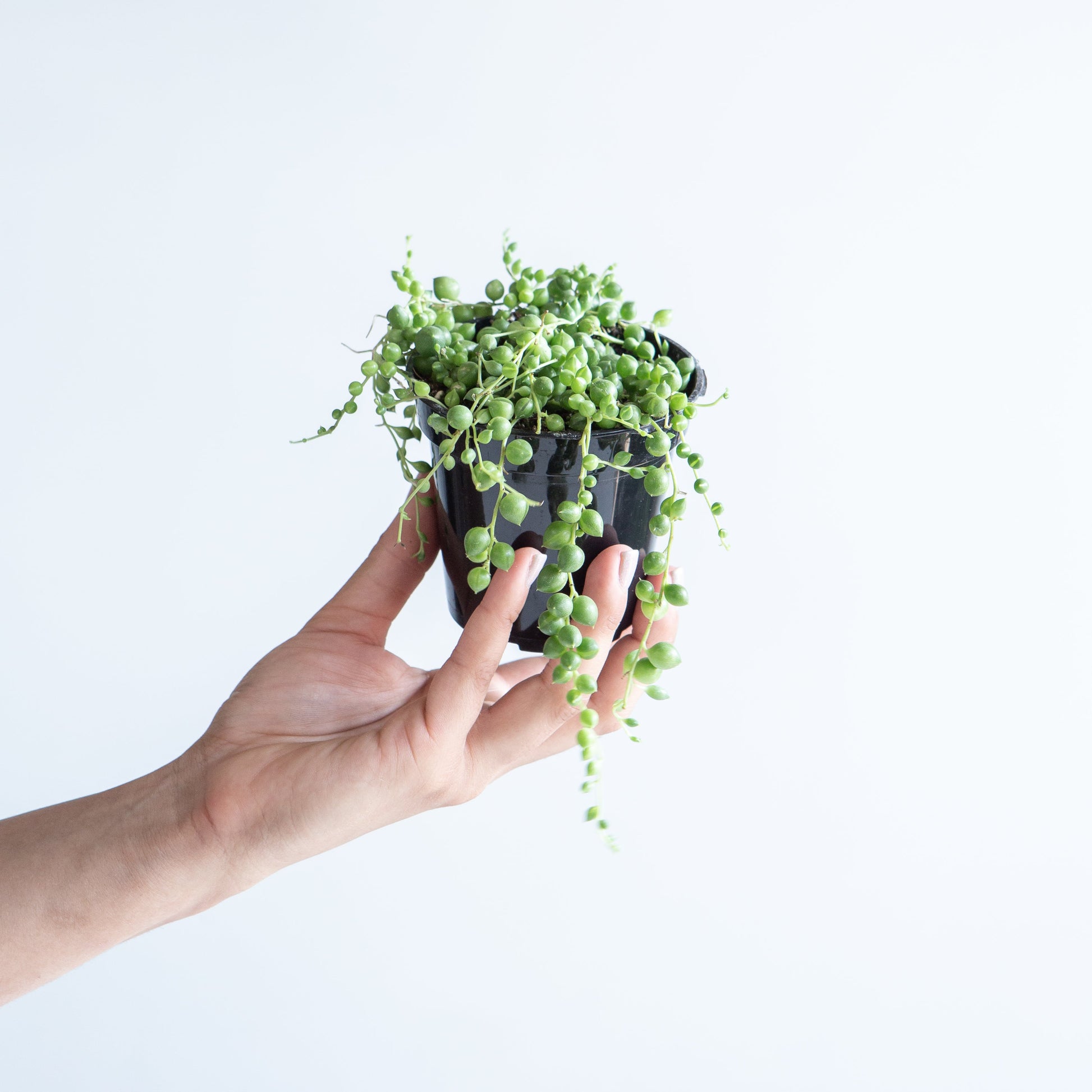 String of Pearls: Curio rowleyanus - 4 inch pot — indoor plant — indoor plant for sale by Promise Supply for delivery and pickup in Toronto.
