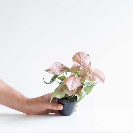 Pink Arrowhead Plant: Syngonium podophyllum 'Neon Robusta' - 4 inch pot
