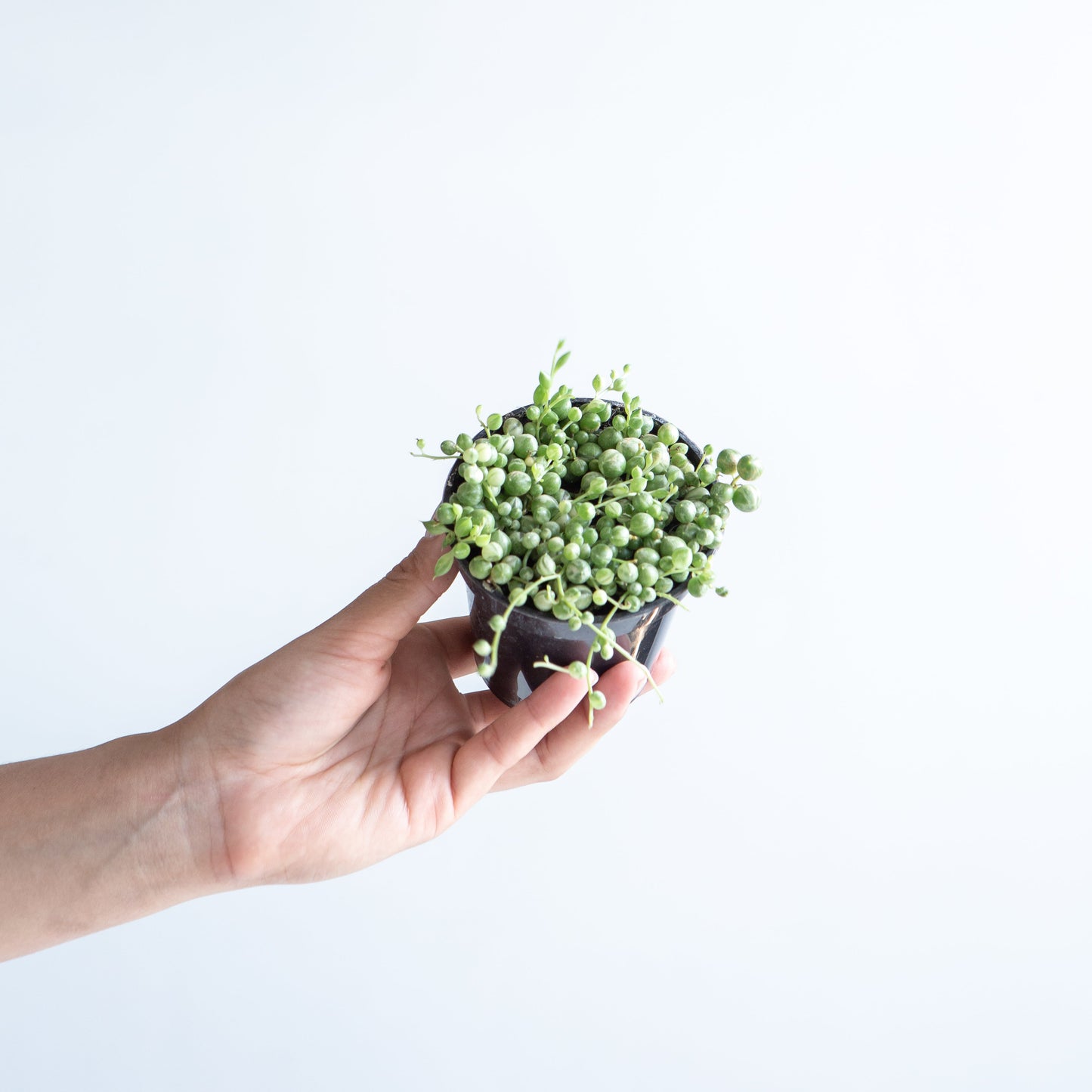 Variegated String of Pearls: Curio rowleyanus - 4 inch pot — indoor plant — indoor plant for sale by Promise Supply for delivery and pickup in Toronto.