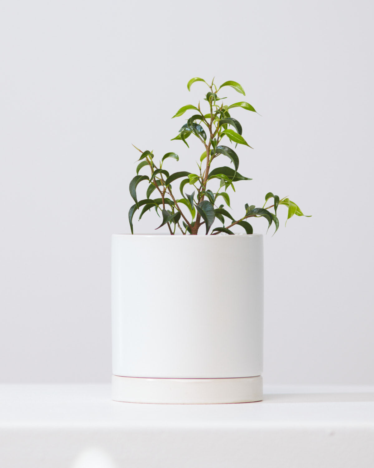 Dwarf Weeping Fig Tree: Ficus benjamina 'Little Leaf' - 4 inch pot