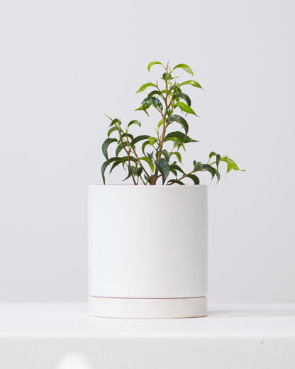 Dwarf Weeping Fig Tree: Ficus benjamina 'Little Leaf' - 4 inch pot
