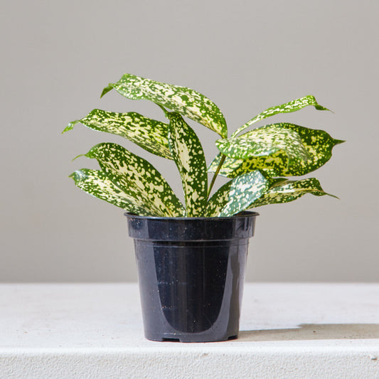 Florida Beauty Cane: Dracaena surculosa - 4 inch pot