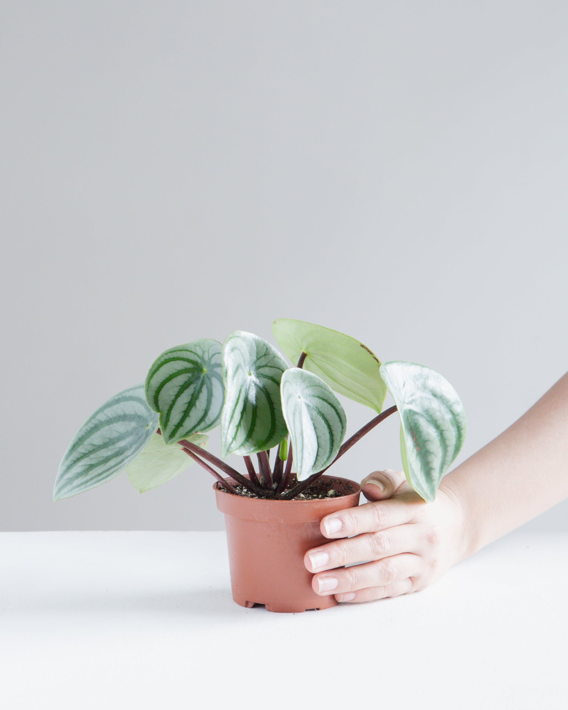 watermelon peperomia indoor plant Watermelon Peperomia - 4" Pot