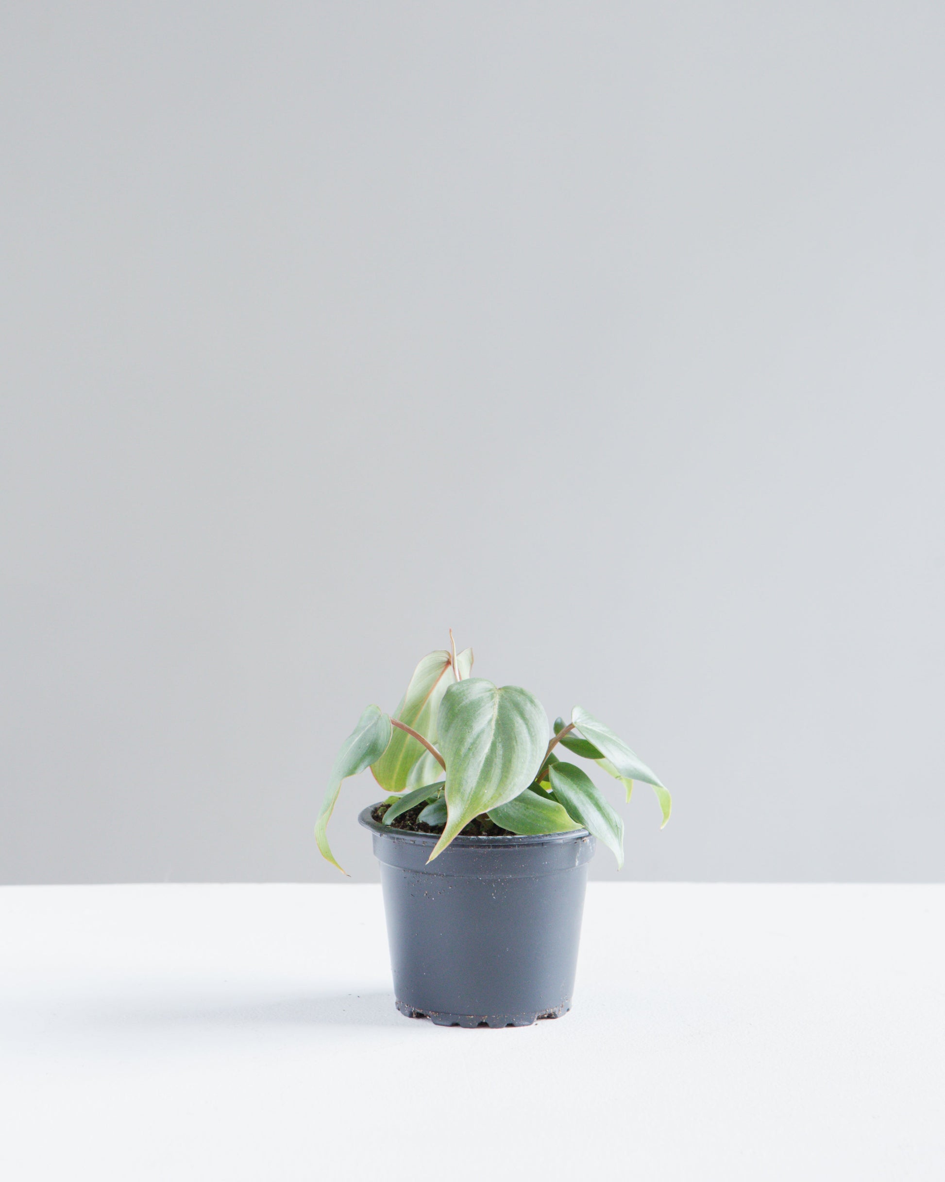 Gloriosum: Philodendron gloriosum - 4 inch pot — indoor plant — indoor plant for sale by Promise Supply for delivery and pickup in Toronto.