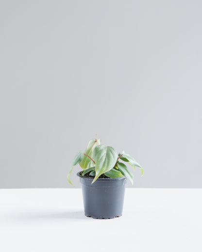 Gloriosum: Philodendron gloriosum - 4 inch pot — indoor plant — indoor plant for sale by Promise Supply for delivery and pickup in Toronto.