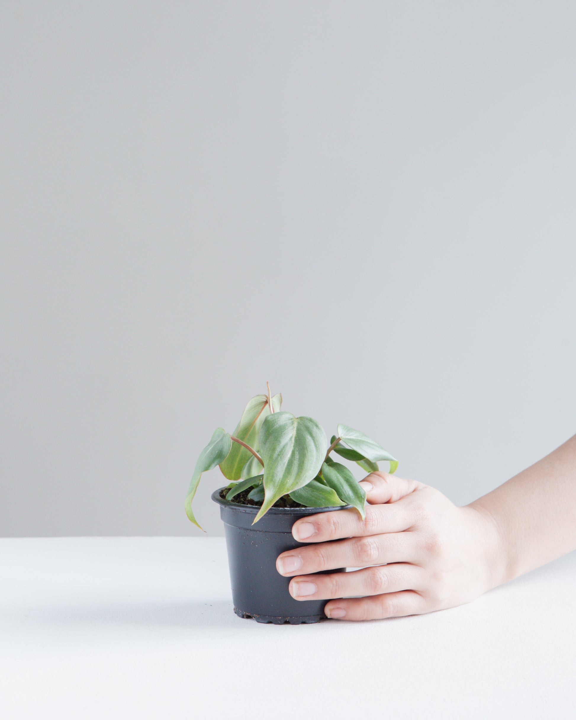 Gloriosum: Philodendron gloriosum - 4 inch pot — indoor plant — indoor plant for sale by Promise Supply for delivery and pickup in Toronto.