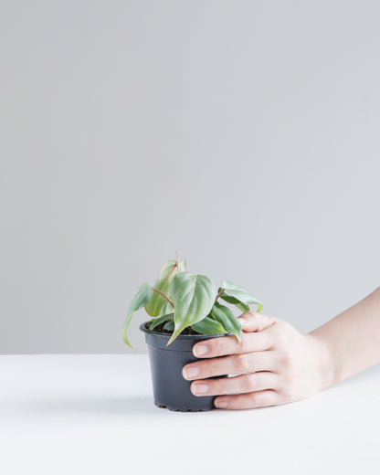 Gloriosum: Philodendron gloriosum - 4 inch pot — indoor plant — indoor plant for sale by Promise Supply for delivery and pickup in Toronto.